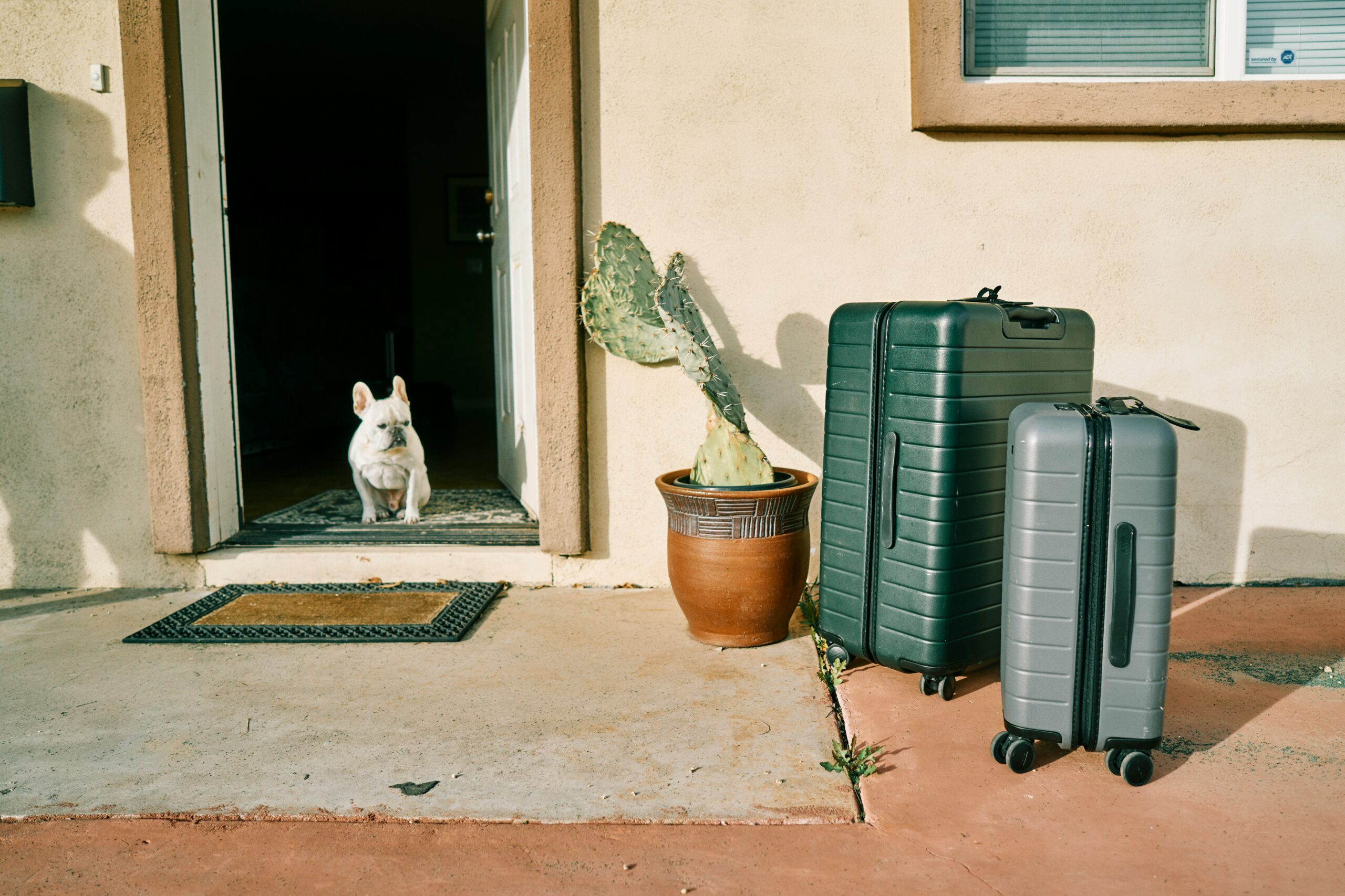 American Airlines Relaxes Policy on Traveling with Pets and Carry-On Bags